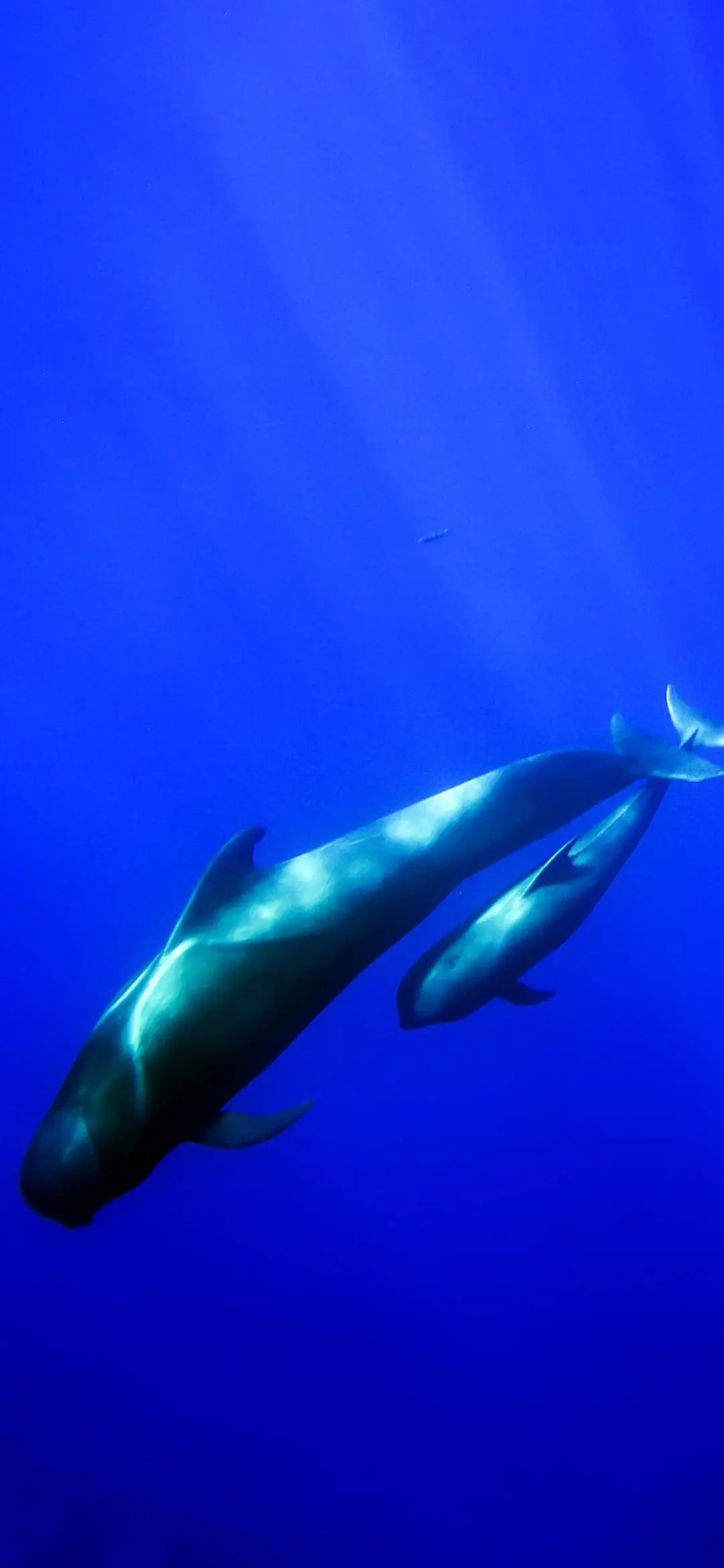 光夏海洋-视觉中国