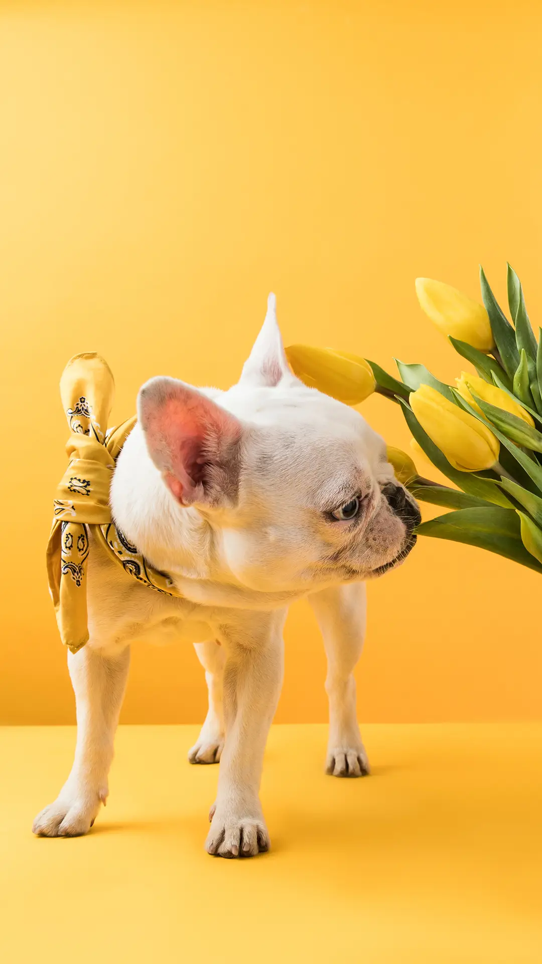 斗牛犬-锐景创意