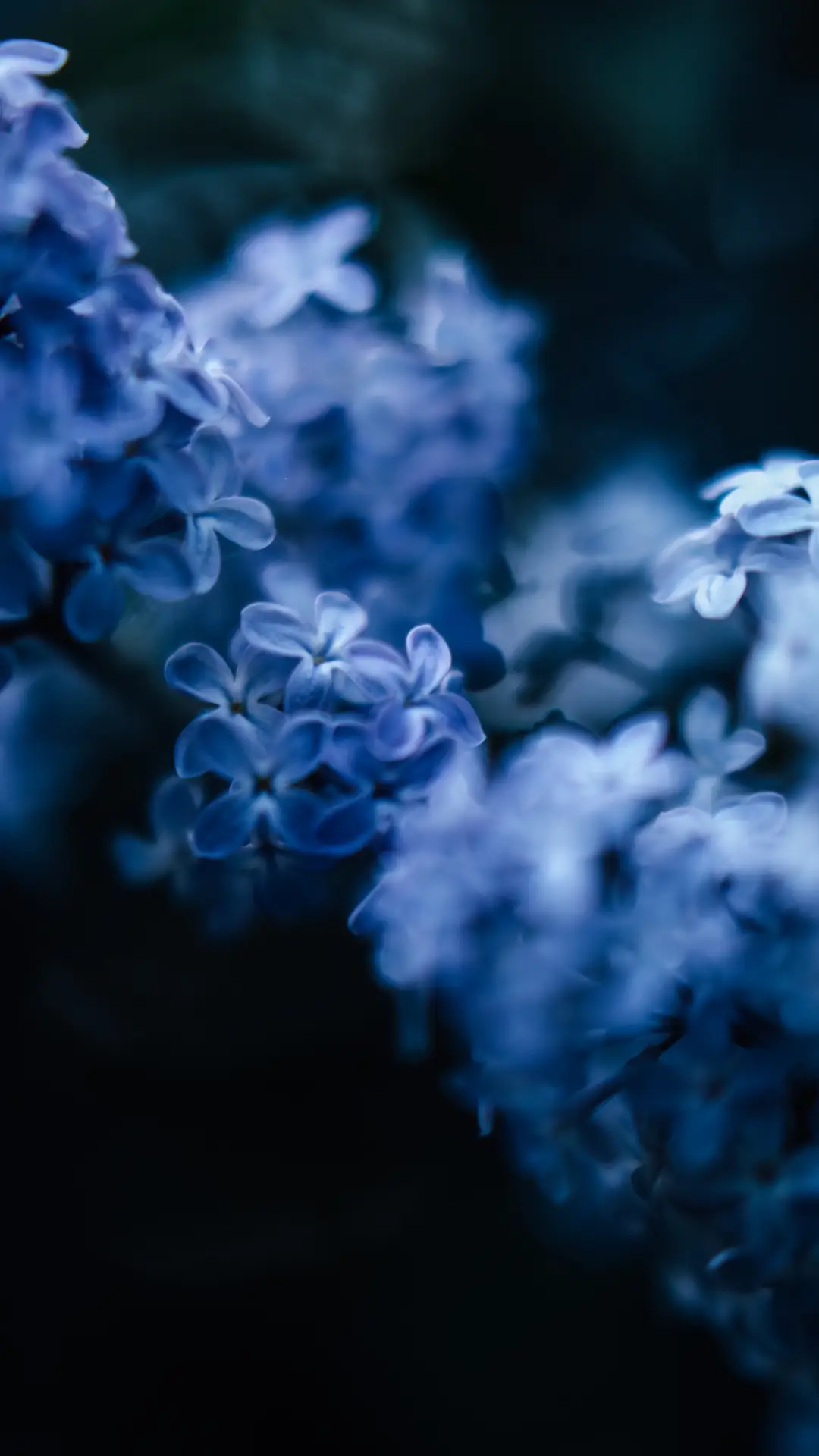自然鲜花-拍信图库