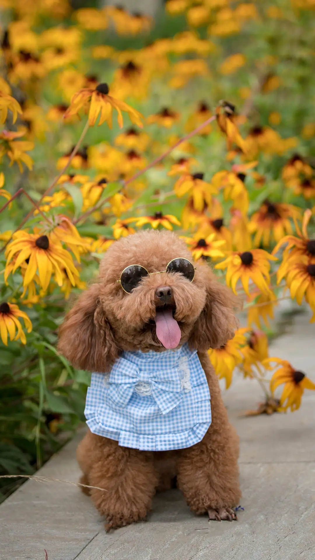 狗狗择偶看相貌吗