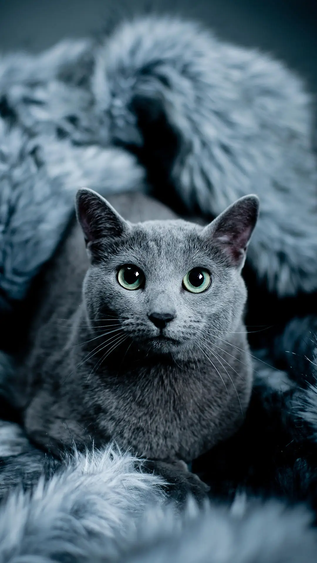 喵星人的身体表现力