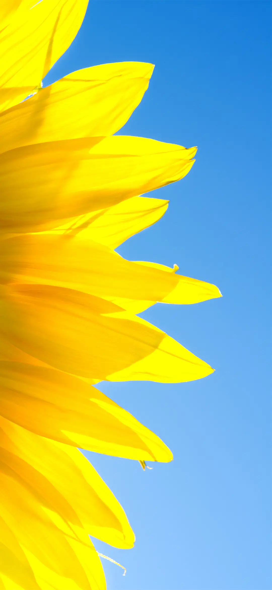 小清新植物花卉壁纸-锐景创意