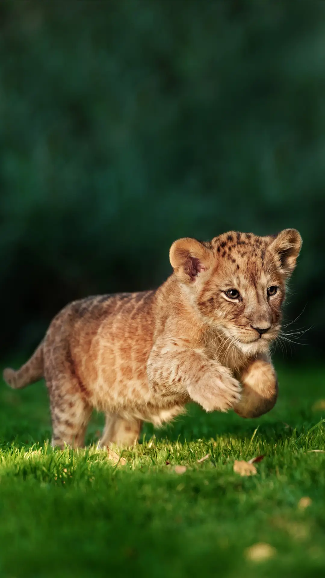 草原的“单身男人帮” - Screenshot 1