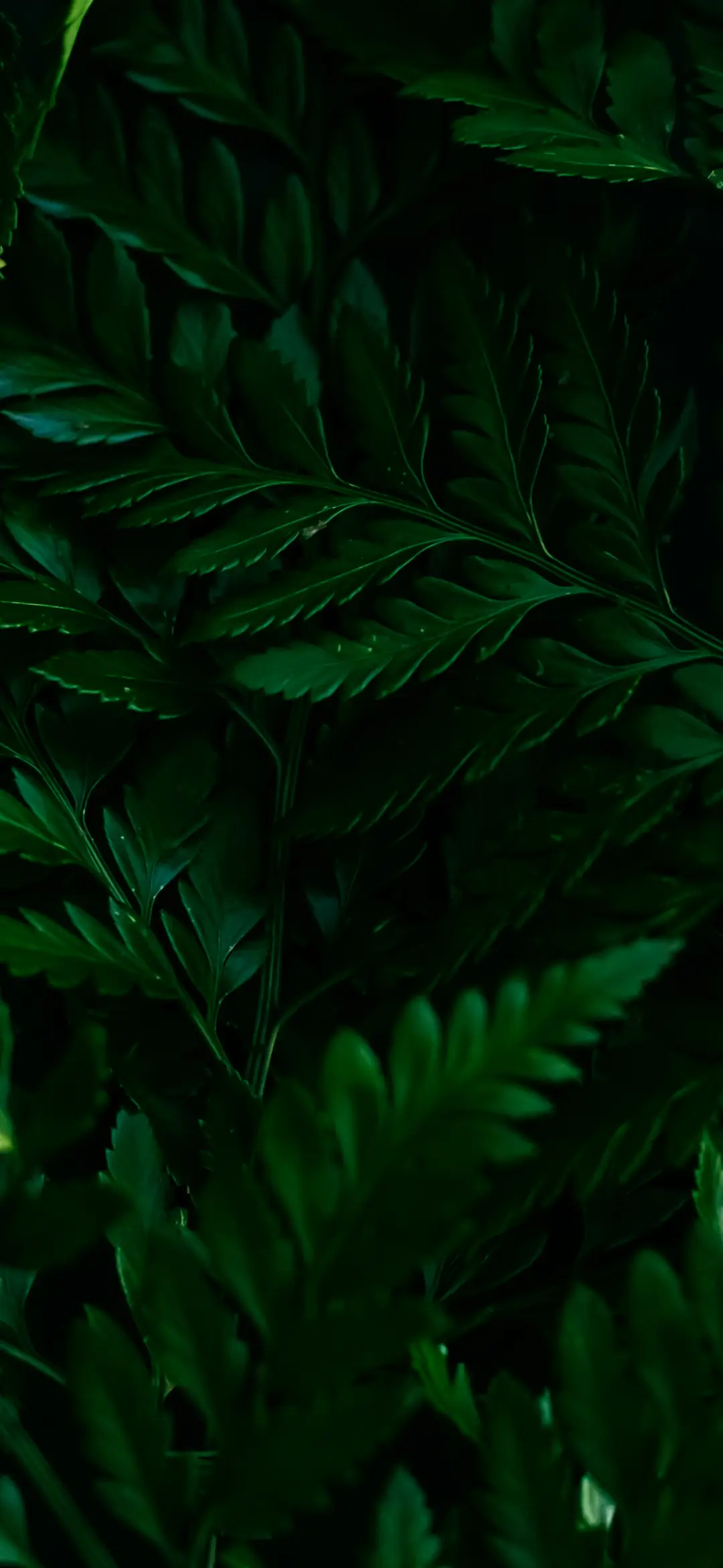 深色植物壁纸-锐景创意