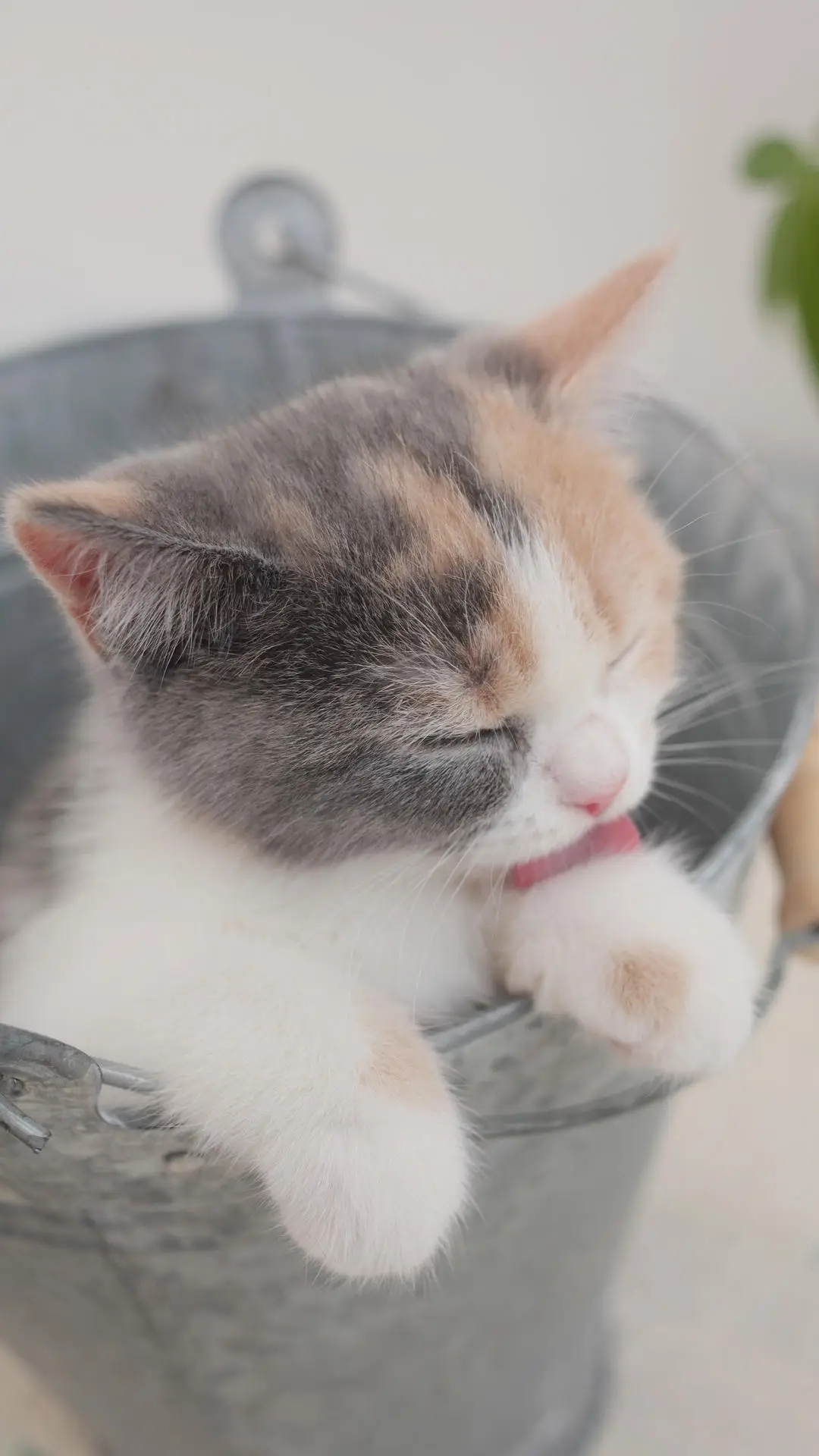 春光明媚，做一只美喵