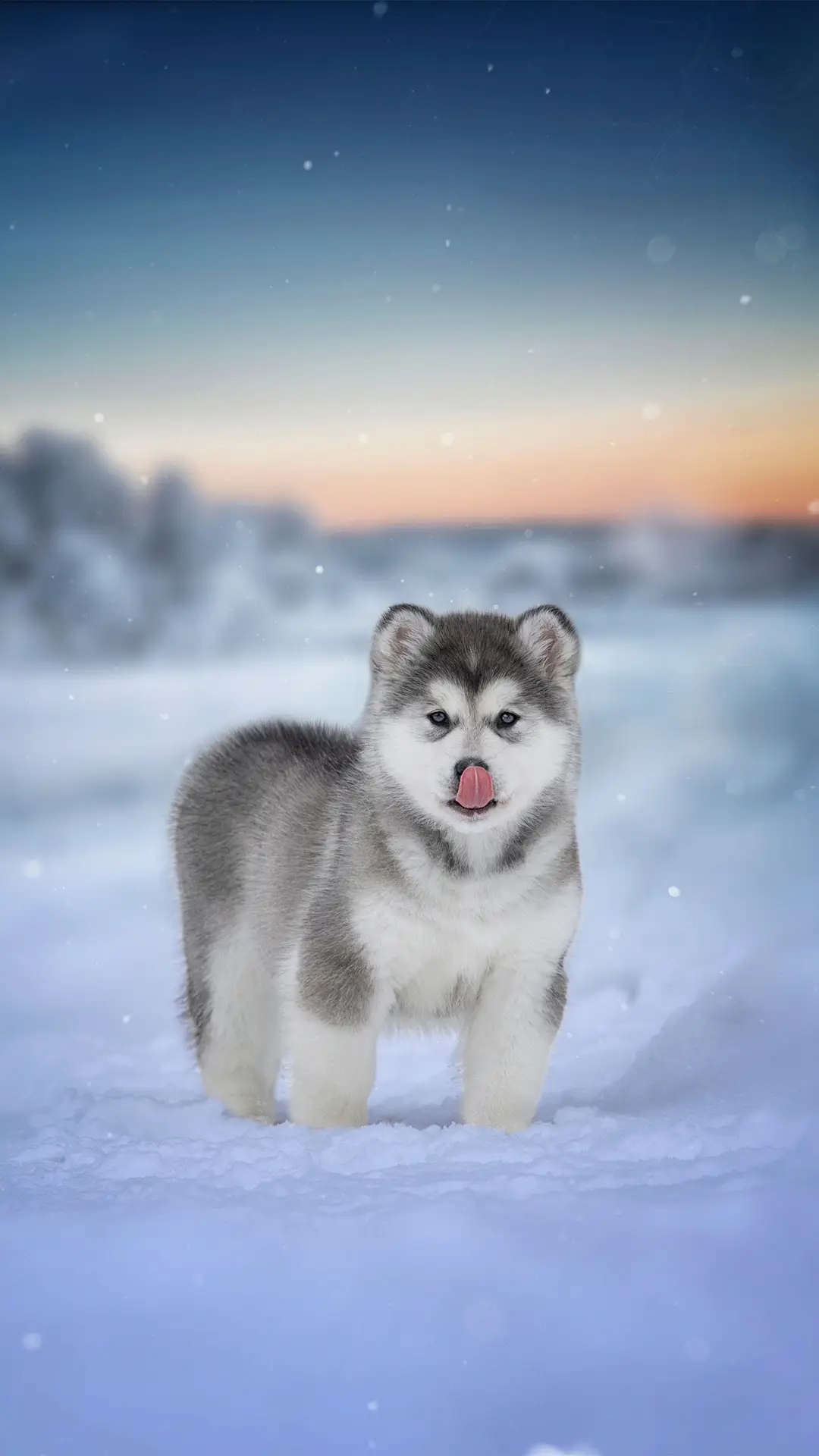 狗狗矮小的原因 - Screenshot 1