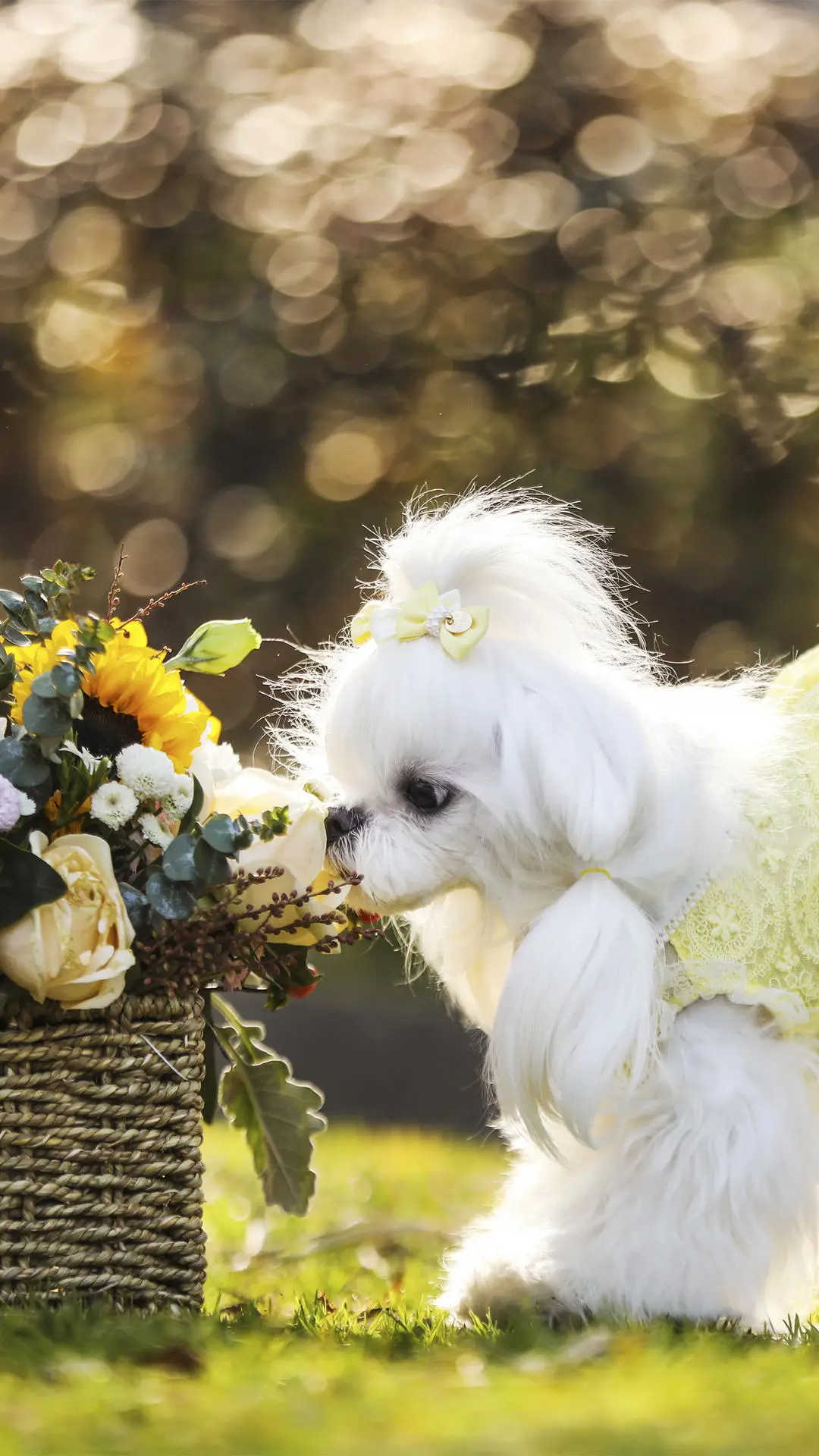 狗狗的“天敌”