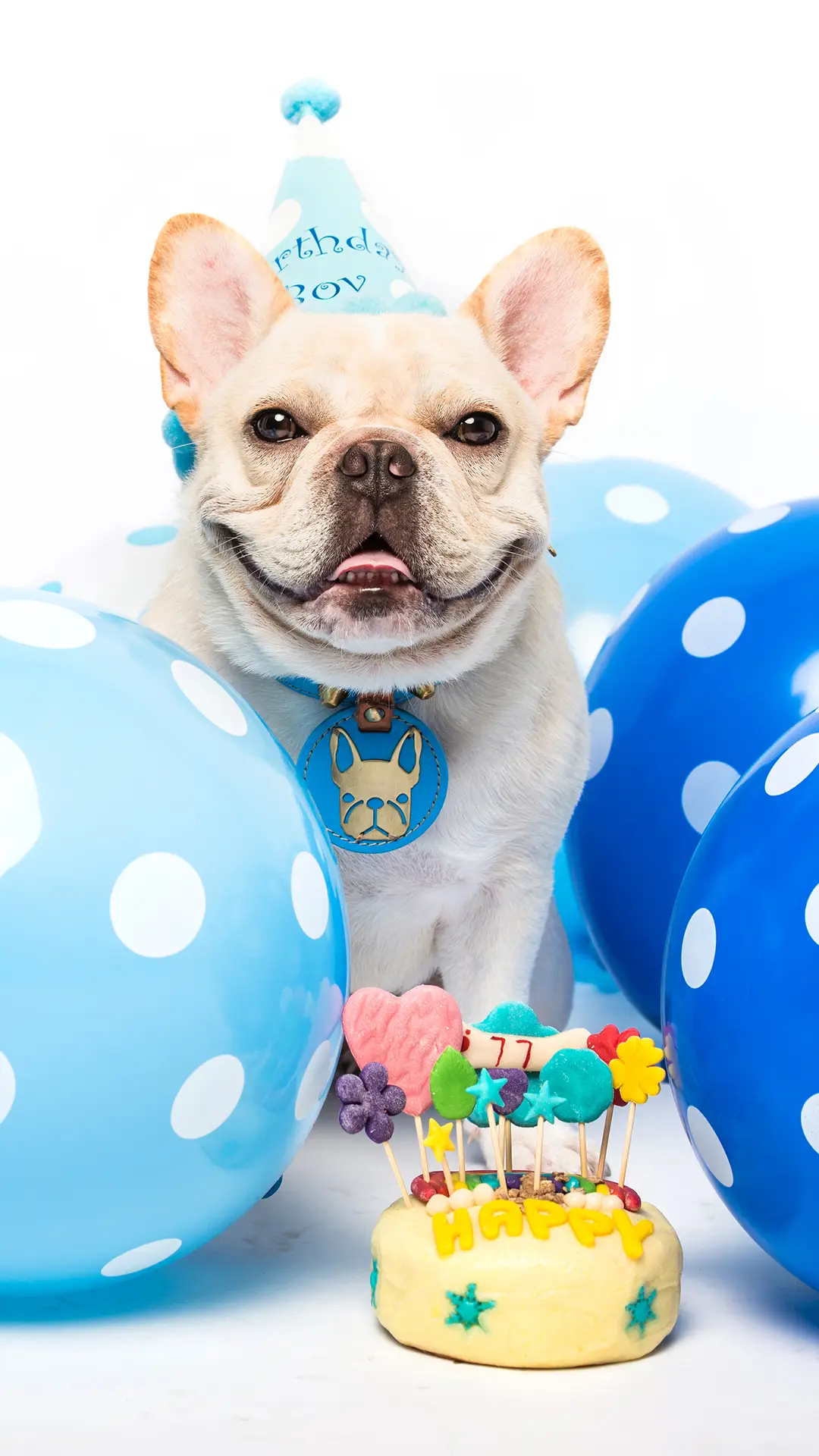 萌宠生日派对
