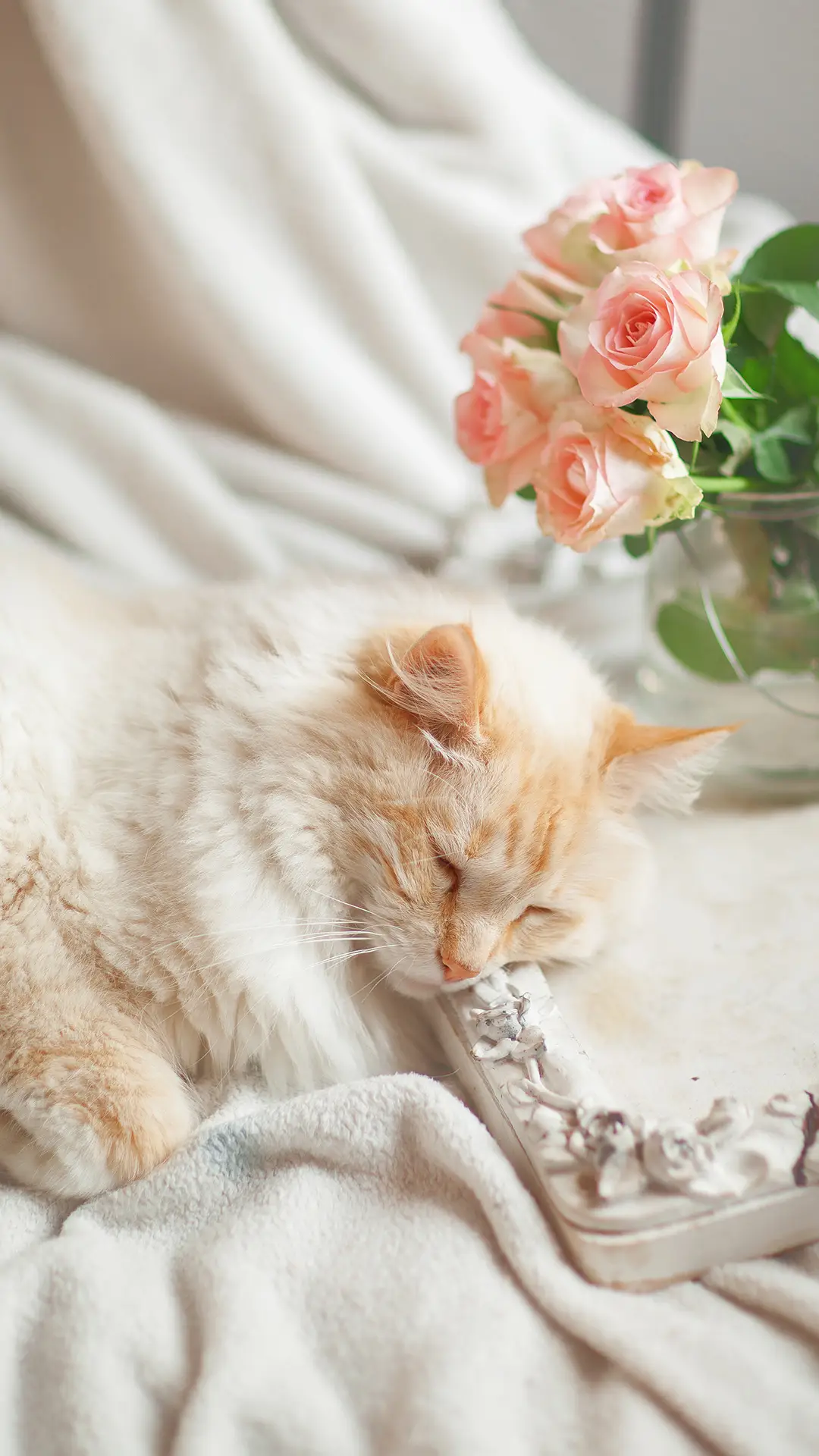 睡觉猫咪-锐景创意