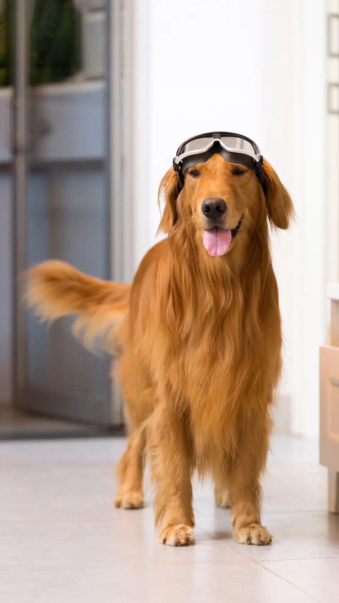 你的父母让养狗吗 - Screenshot 1